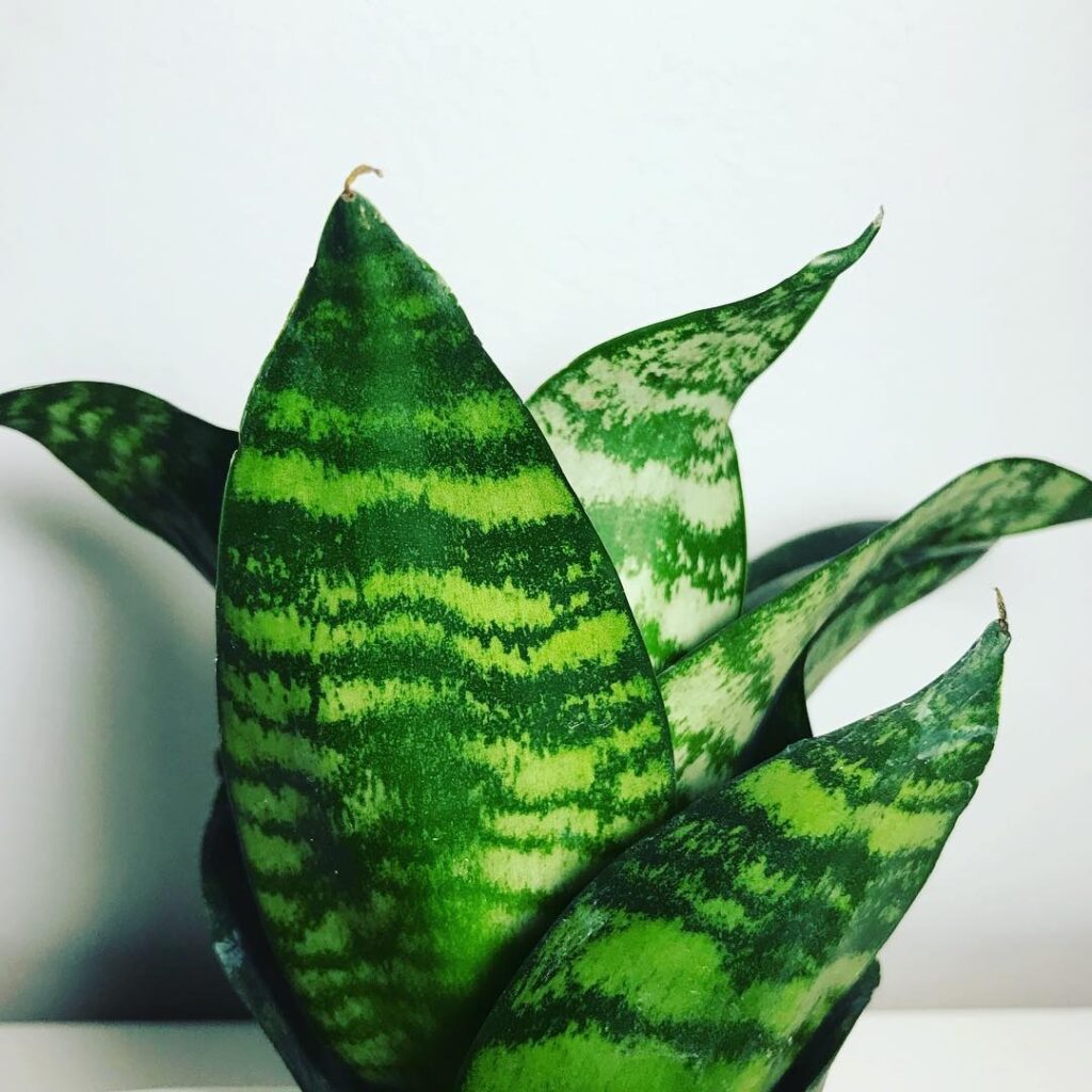 Sansevieria Hahnii