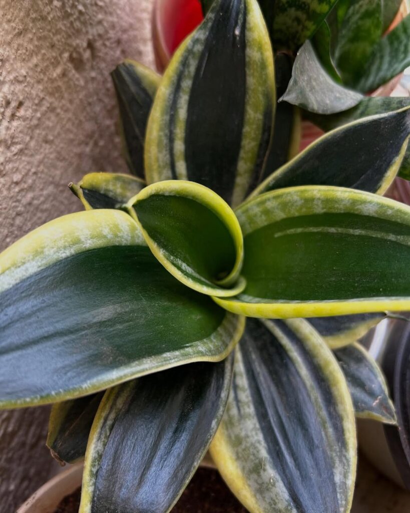 Sansevieria Jade Marginata