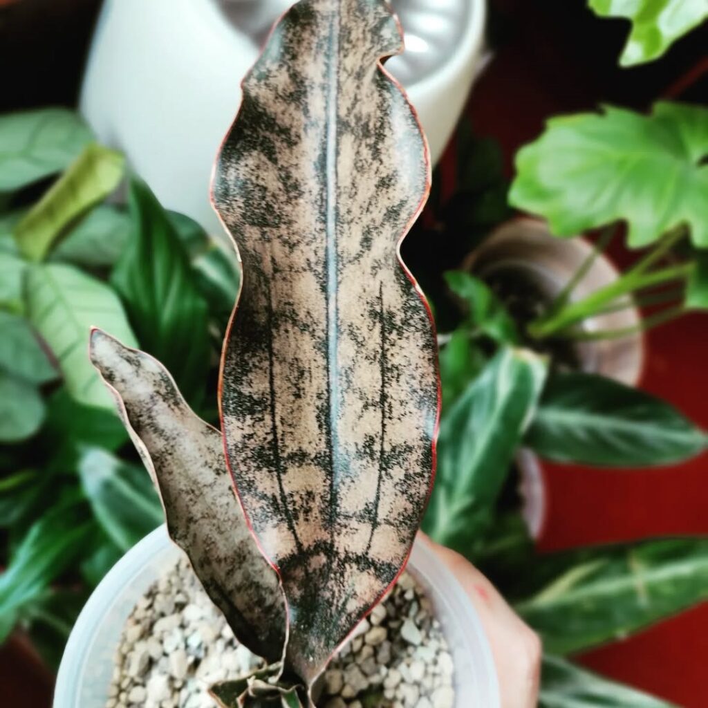 Sansevieria Kirkii Star