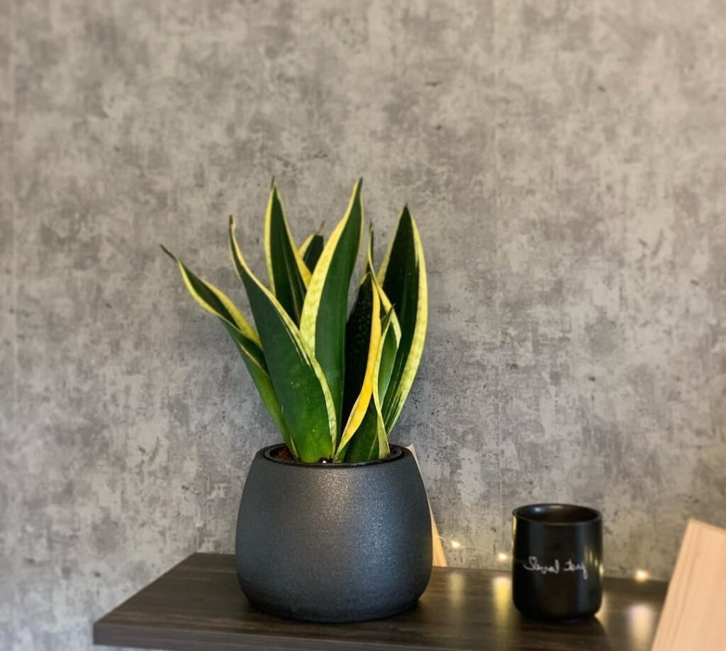 Sansevieria Lemon Flame