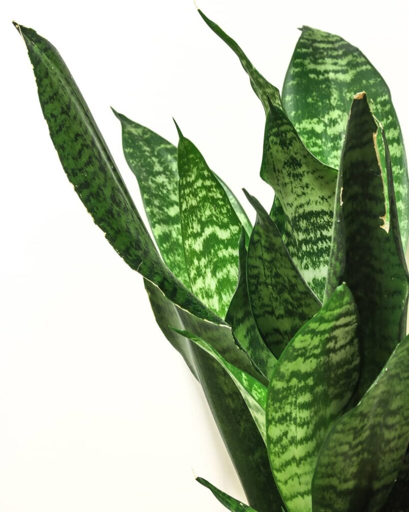 Sansevieria Liberica