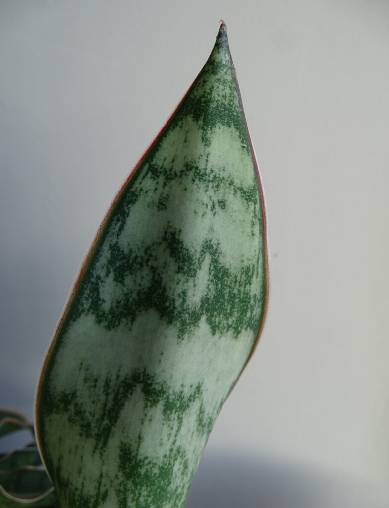Sansevieria Longiflora