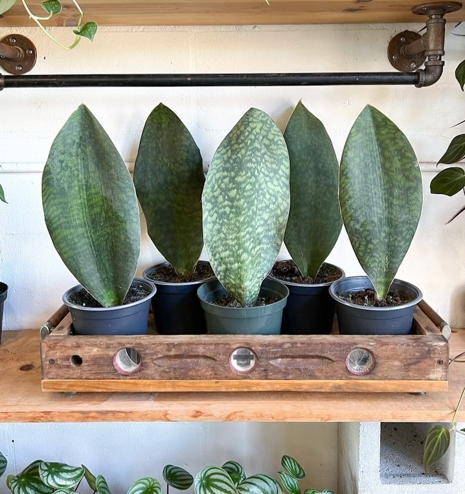 Sansevieria Masoniana