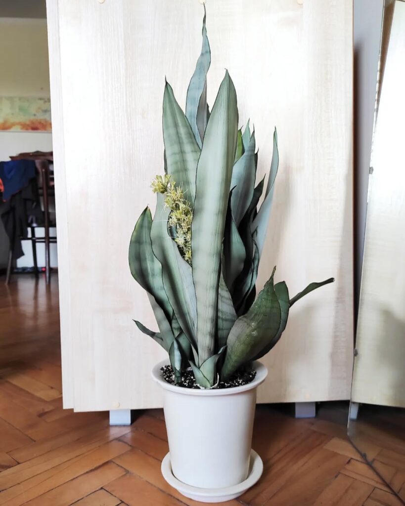 Sansevieria Moonshine