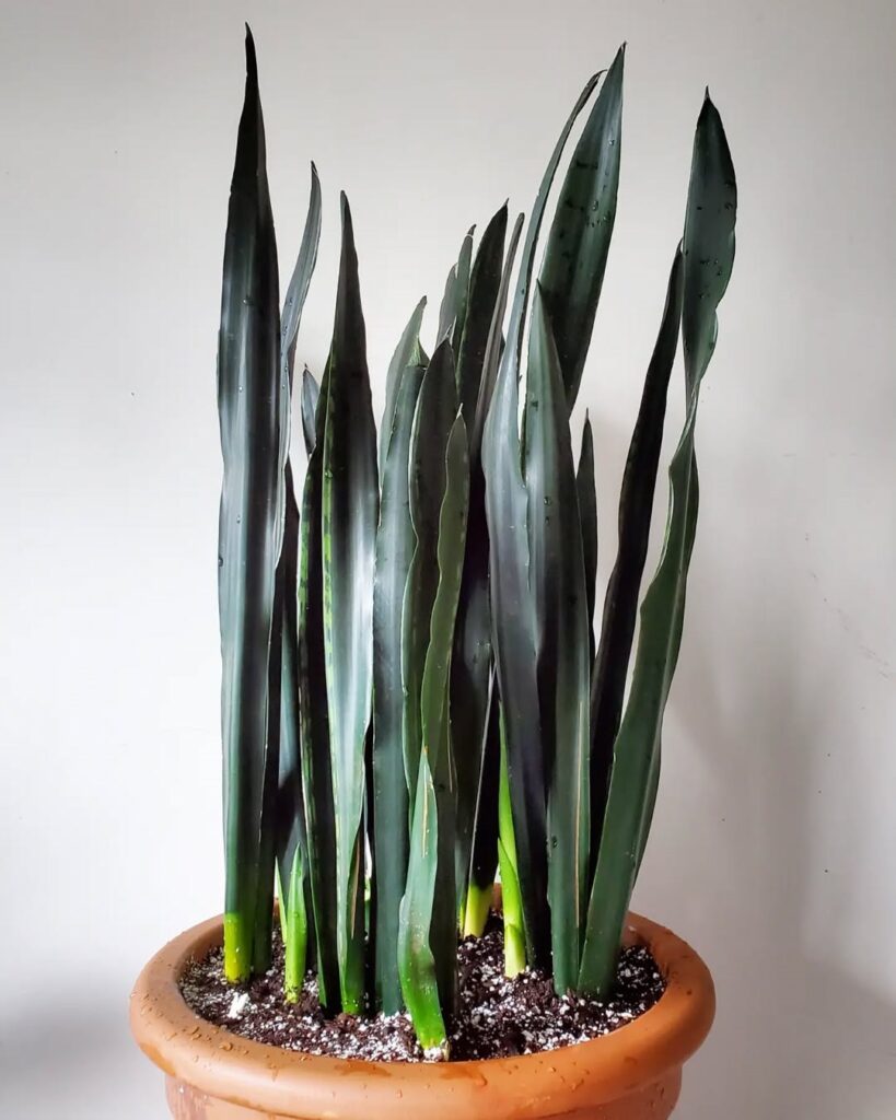 Sansevieria Nelsonii