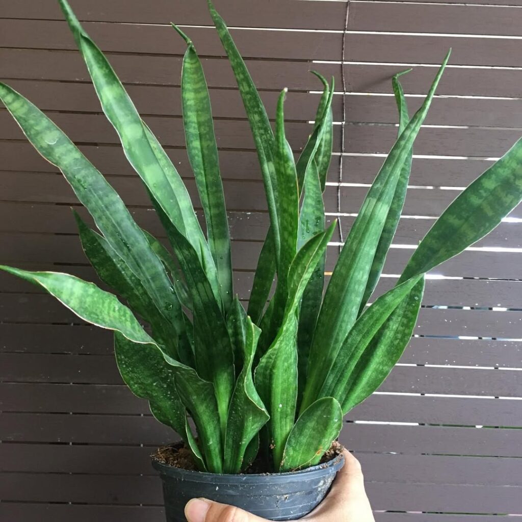 Sansevieria Parva