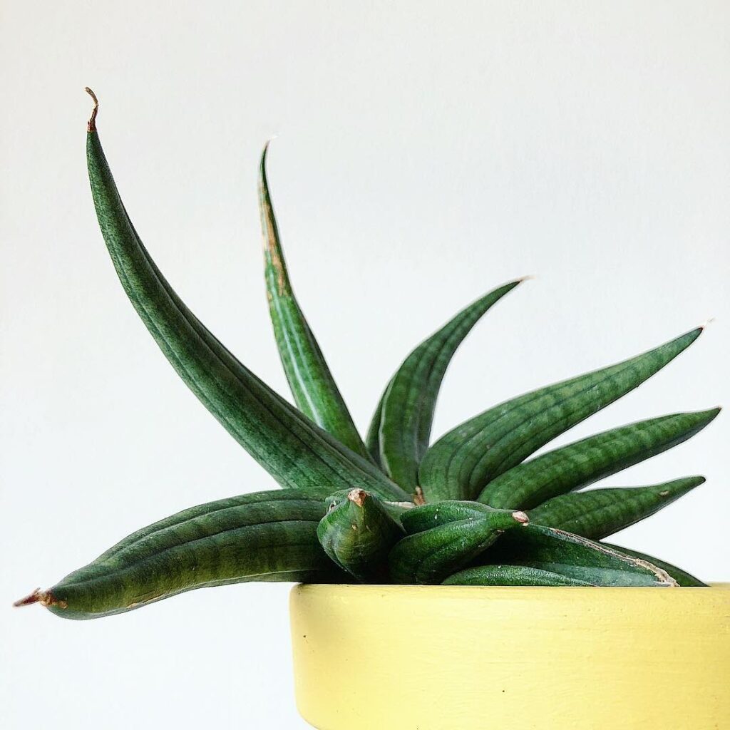 Sansevieria Patens