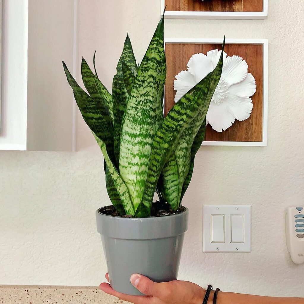 Sansevieria Robusta