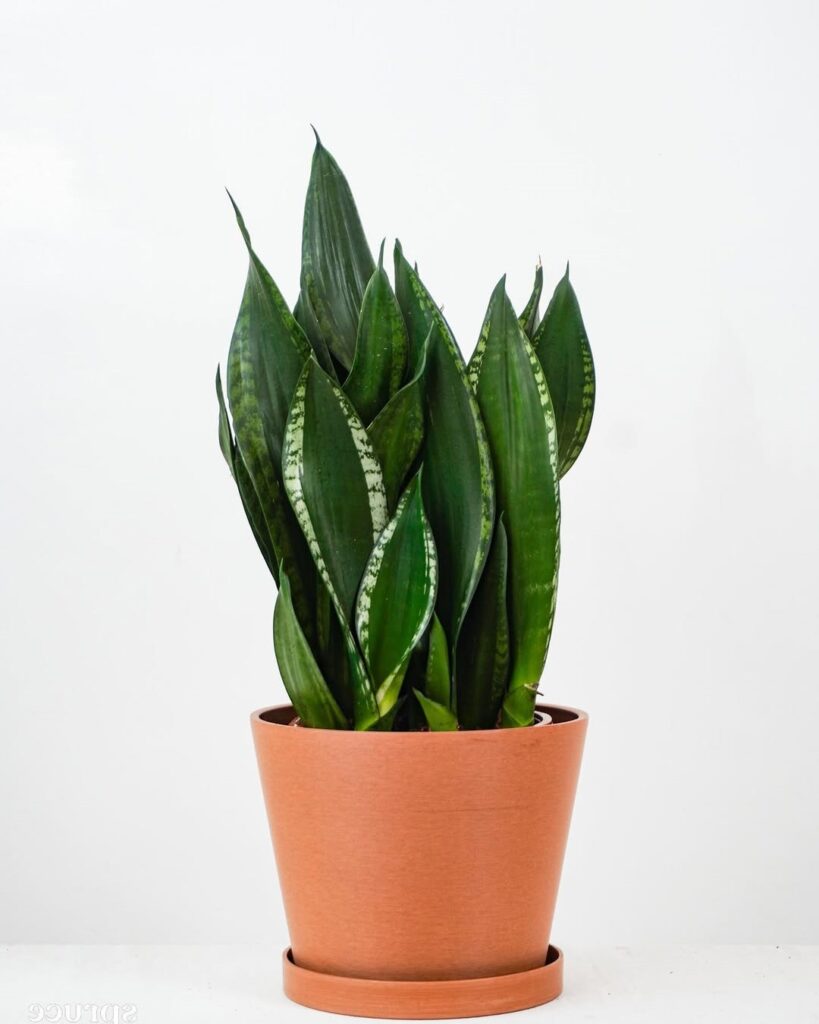 Sansevieria Silver Flame