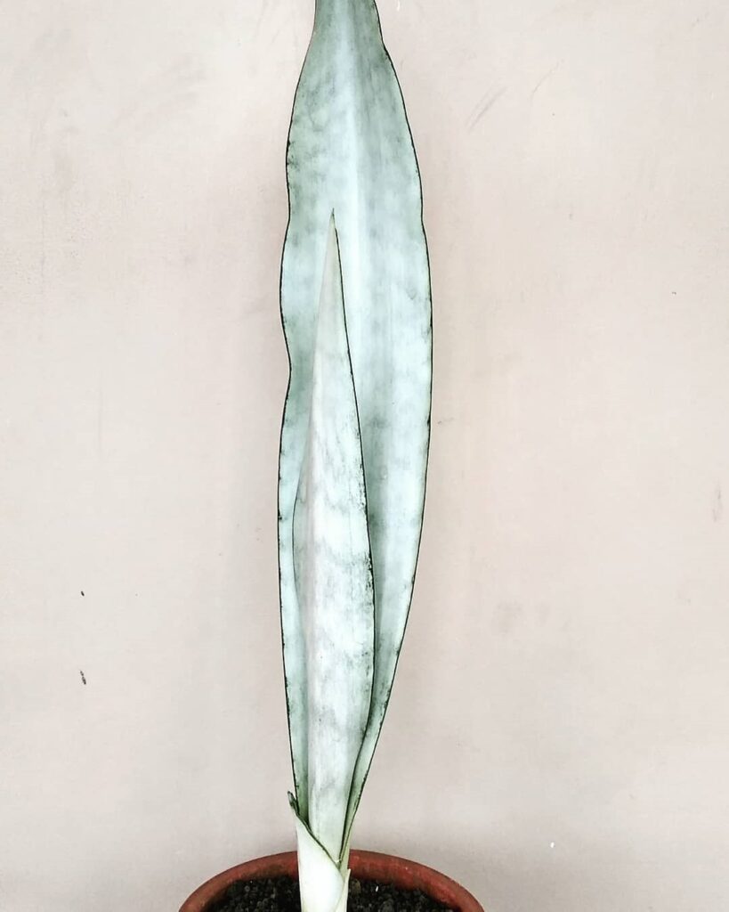 Sansevieria Silver Queen