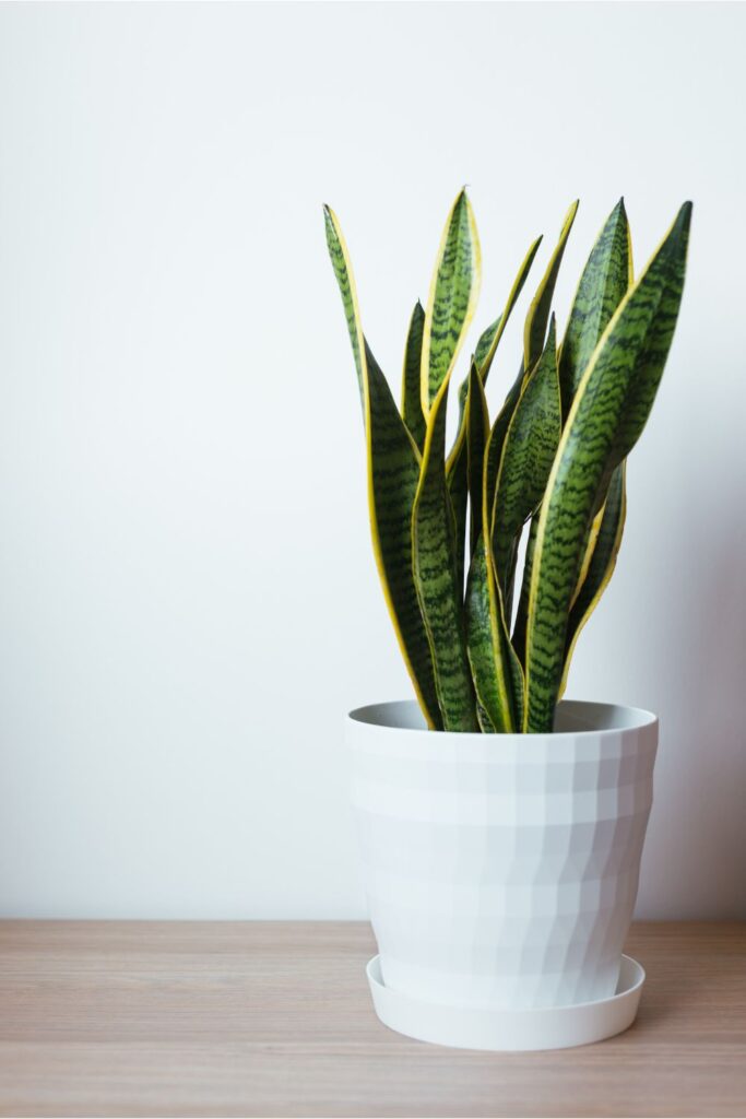 Sansevieria Trifasciata