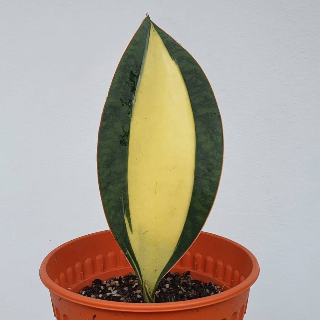 Sansevieria Whale Fin Variegated