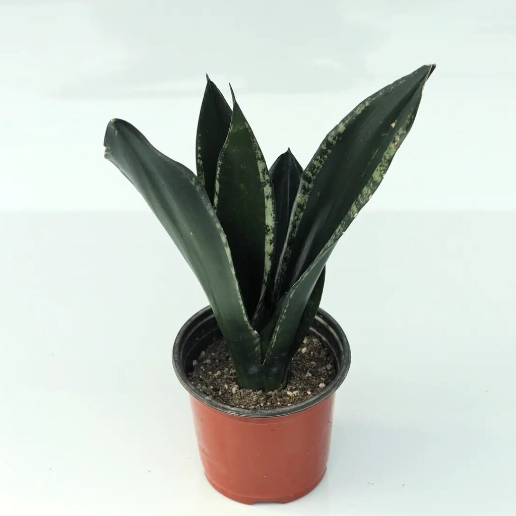 Sansevieria Whitney 1