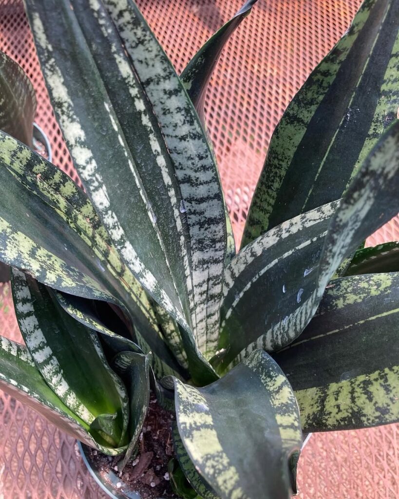 Sansevieria Whitney