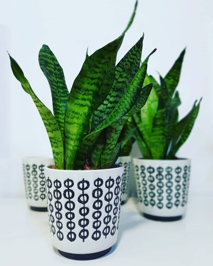 Sansevieria Zeylanica Compacta