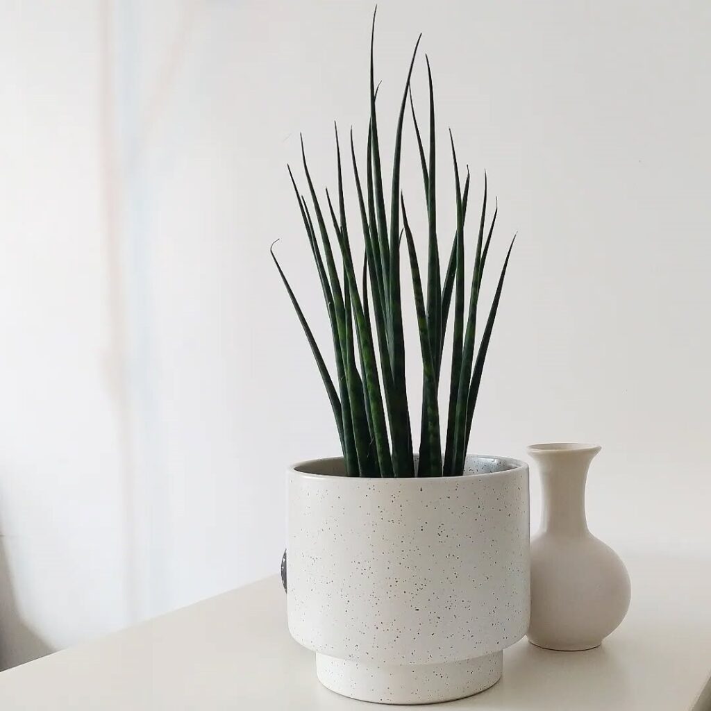Sansevieria desertii