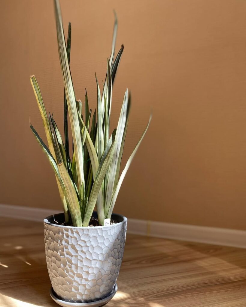 Sansevieria trifasciata Bantels Sensation