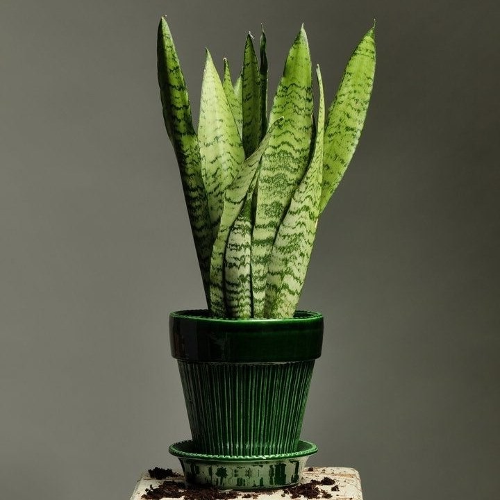 Sansevieria trifasciata Zeylanica
