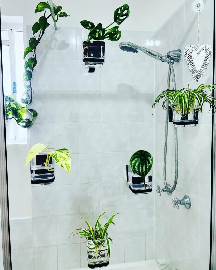 Spider Plant shower