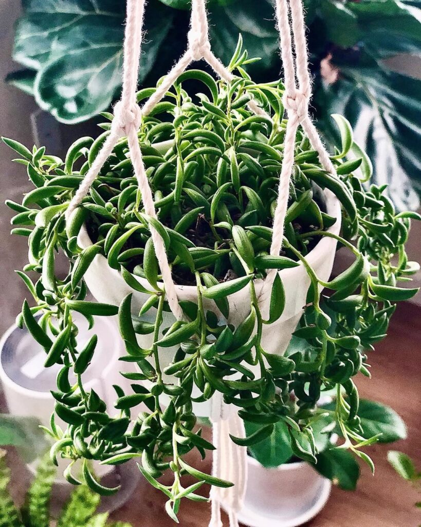 String of Bananas