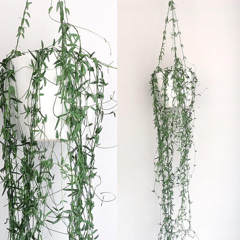 String of Needles