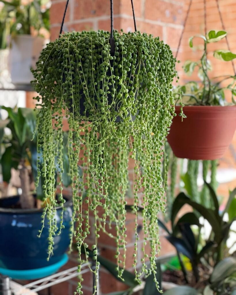 String of Pearls