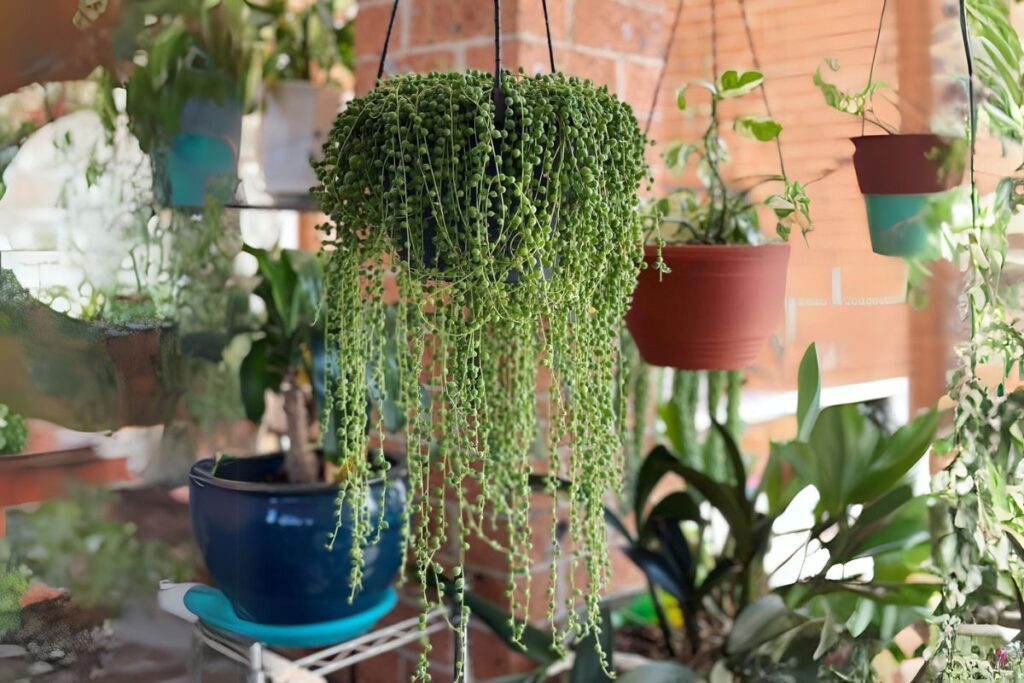String of Pearls care