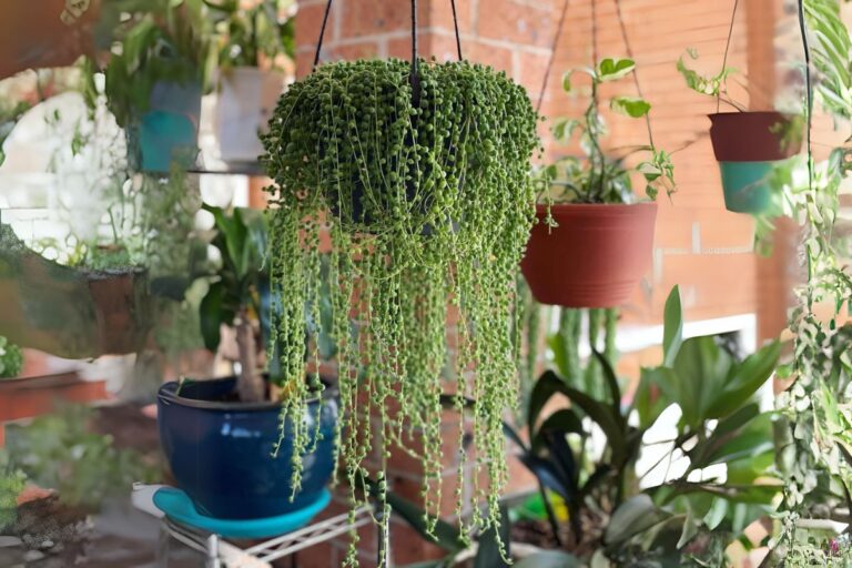 The Ultimate Indoor Care Guide for String of Pearls (Senecio rowleyanus)
