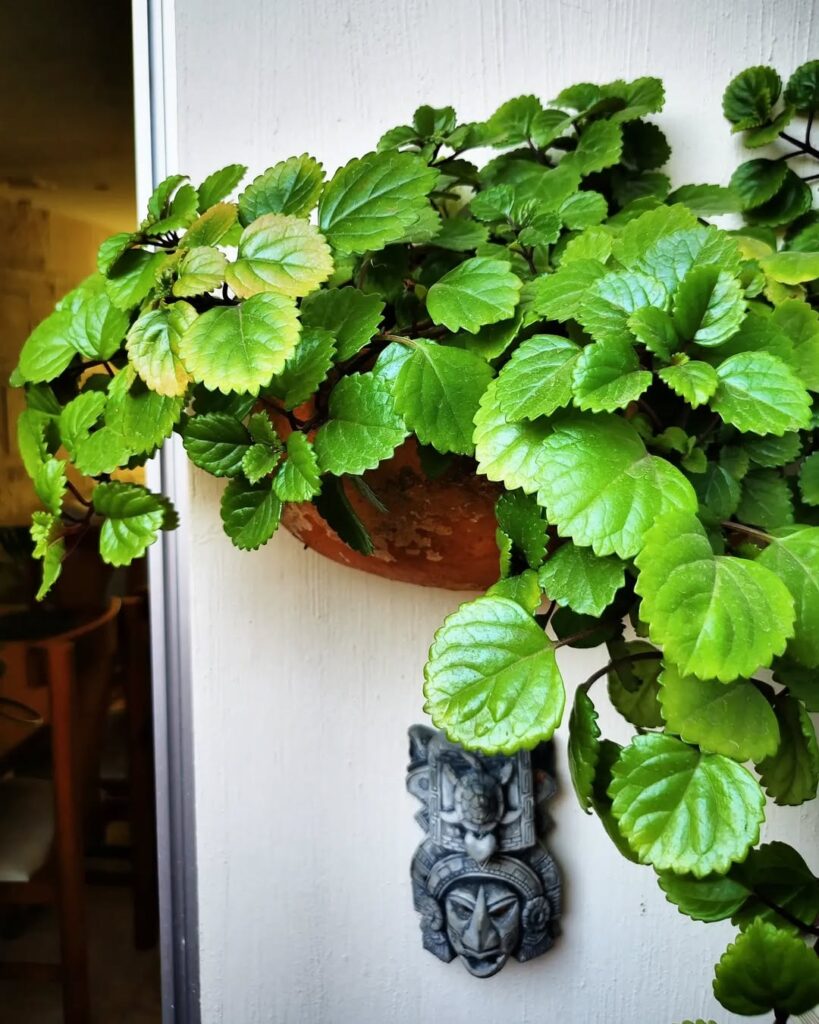 Swedish Ivy