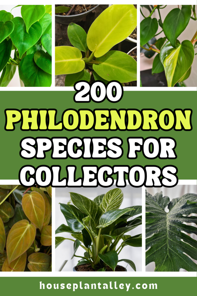 types of philodendron plants