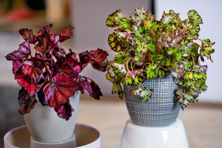 Types of Begonias Plants for Indoor