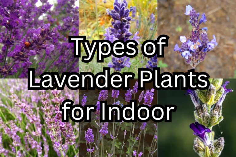 Types of Lavender Plants for Indoor