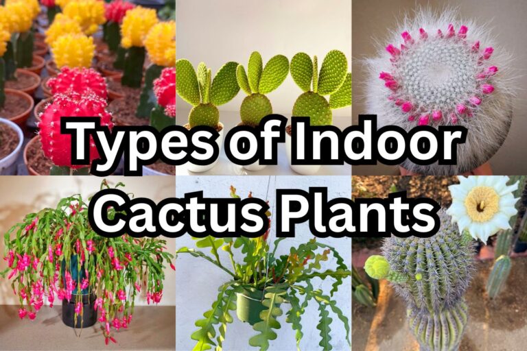 types of indoor cactus plants