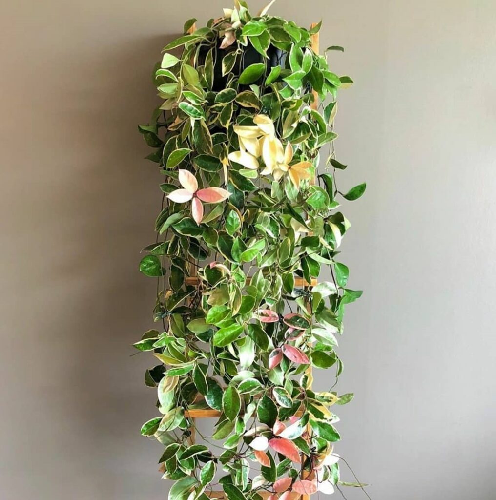 Wax Plant
