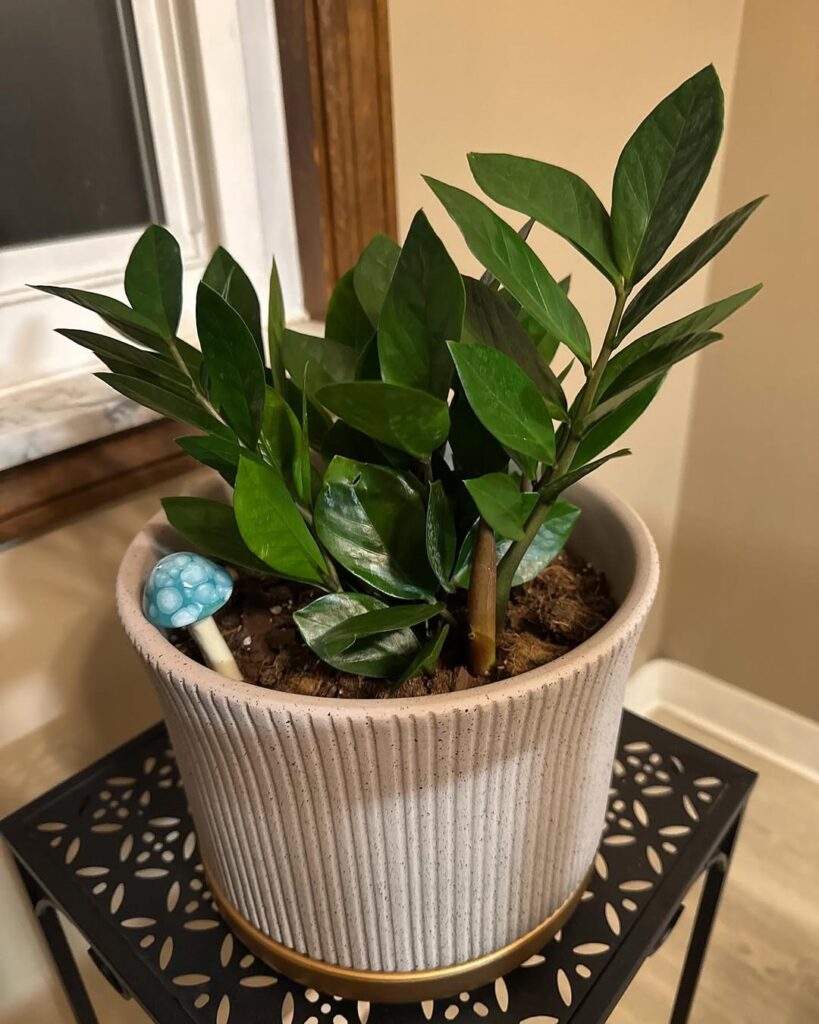 ZZ Plant 1