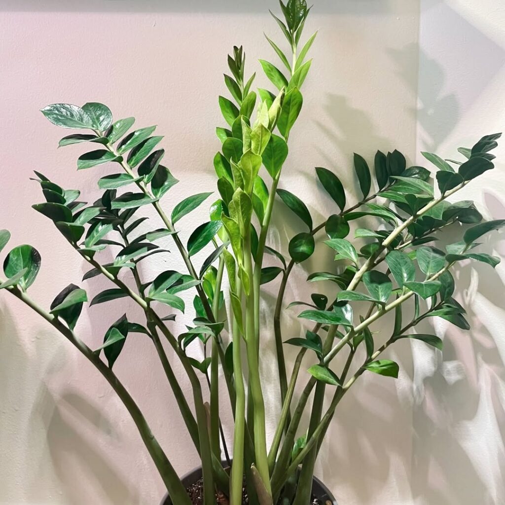 ZZ Plant