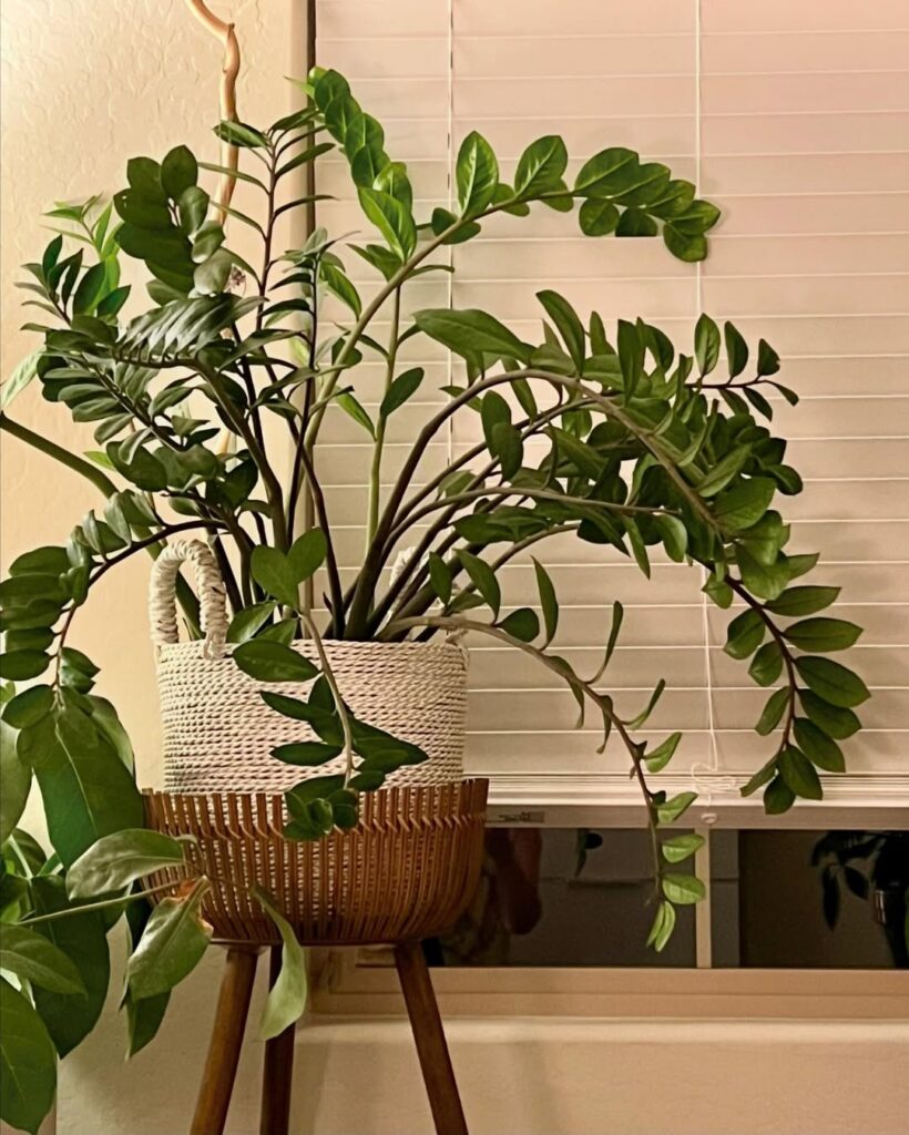 ZZ Plant living room