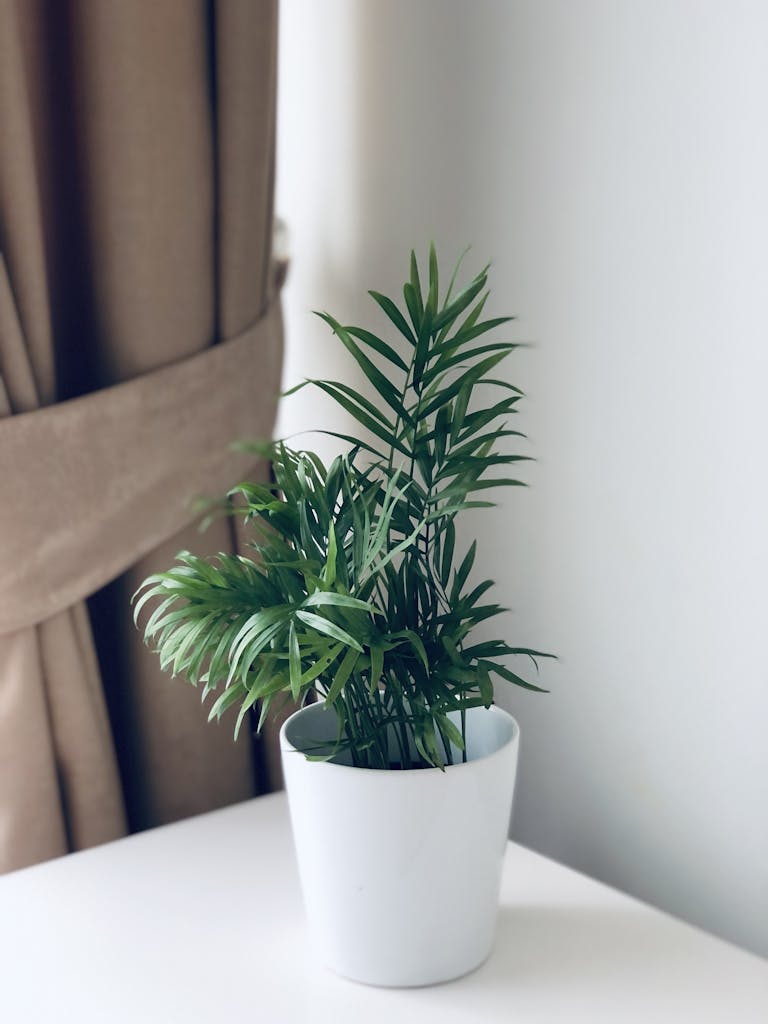 A chic indoor palm plant in a white pot, perfect for minimalist decor enthusiasts.