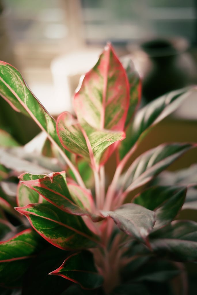 A detailed close-up of colorful Aglaonema leaves capturing natural beauty indoors.