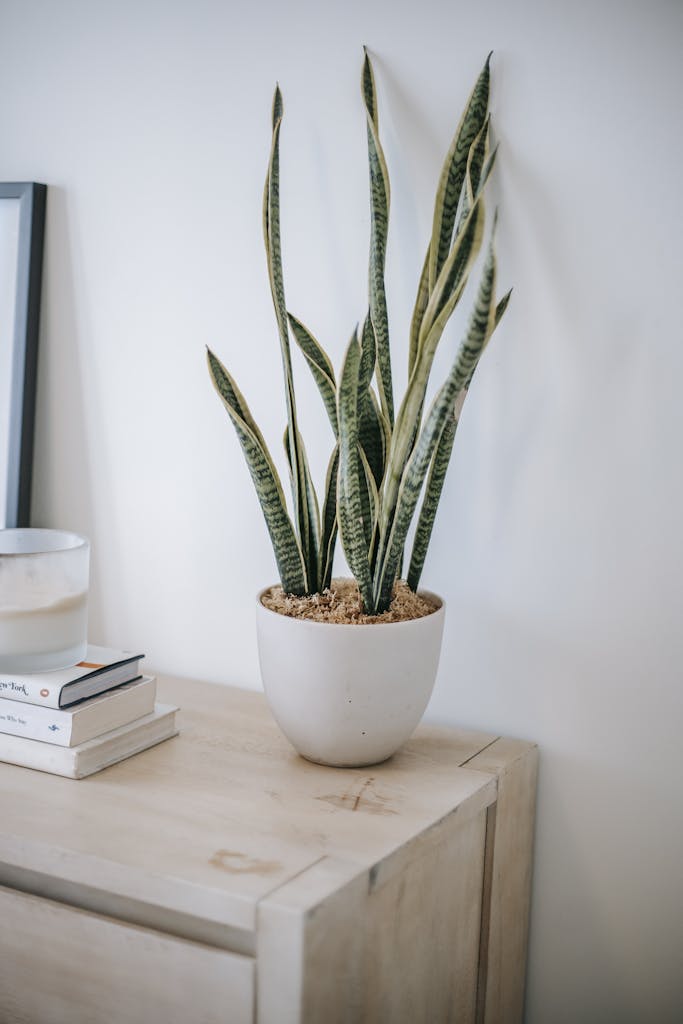 A sleek snake plant in a white pot adds serene beauty to modern home decor.