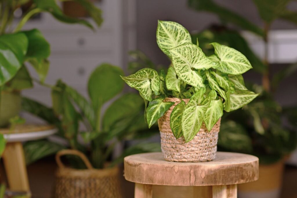 arrowhead vine care