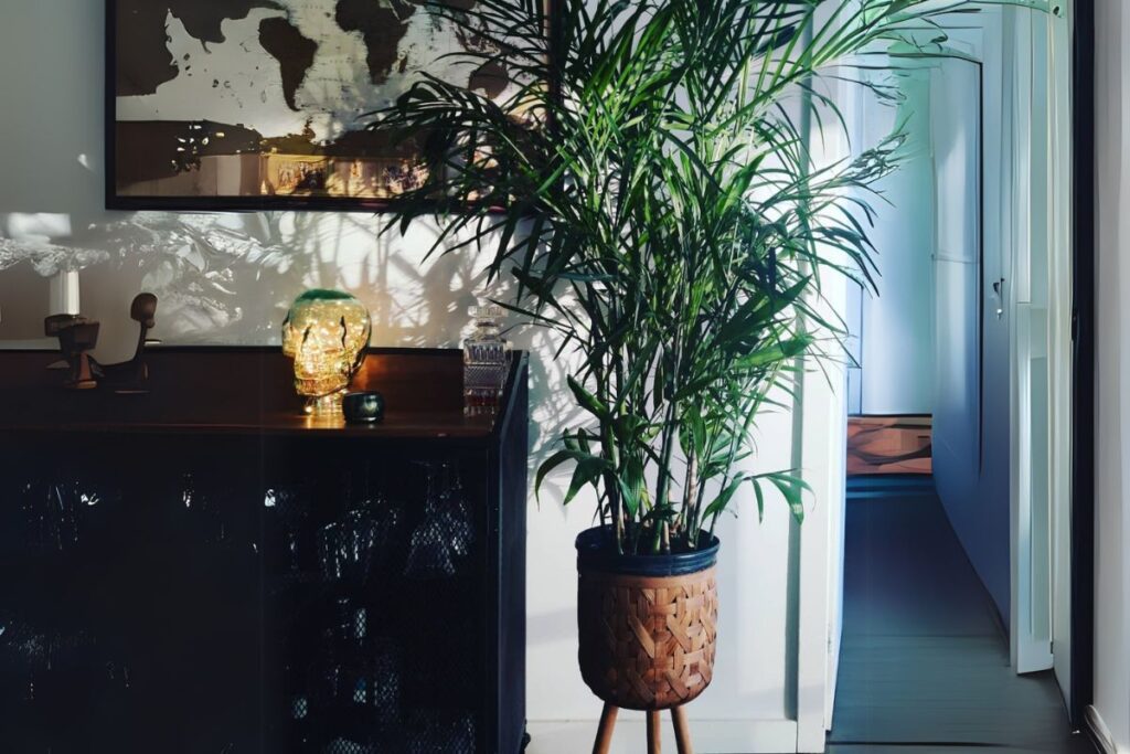 bamboo palm care