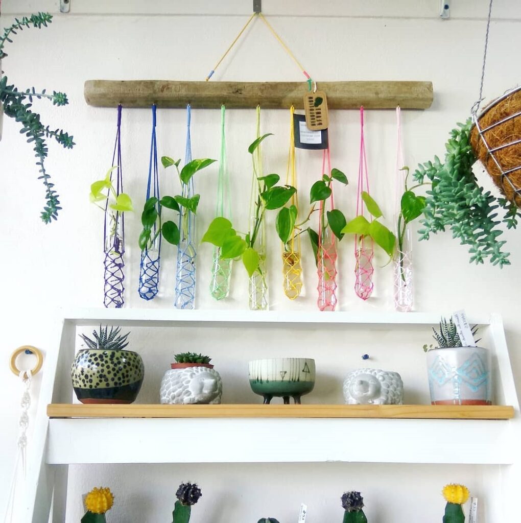 beautiful money plant water propagation station