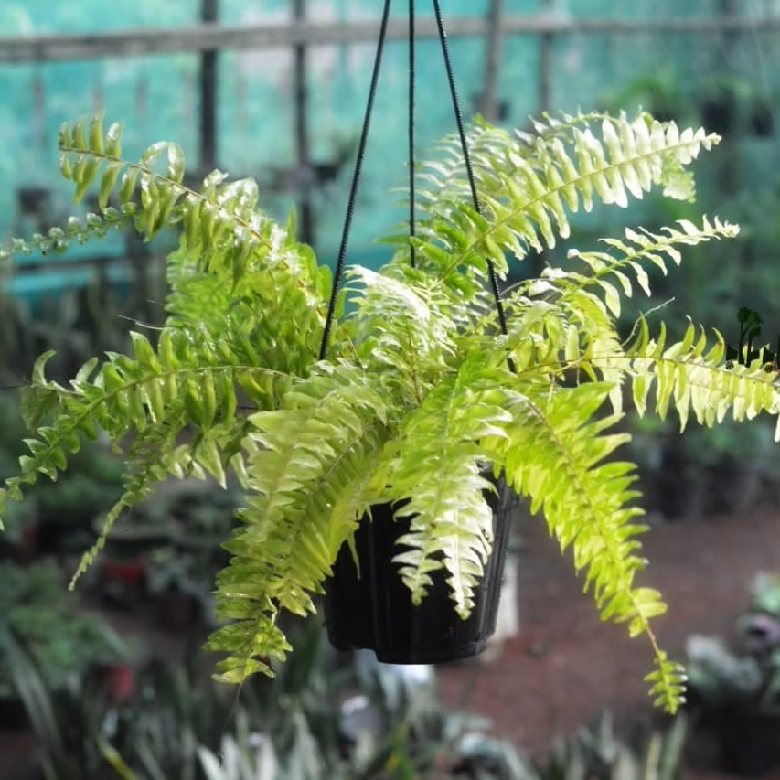 boston fern