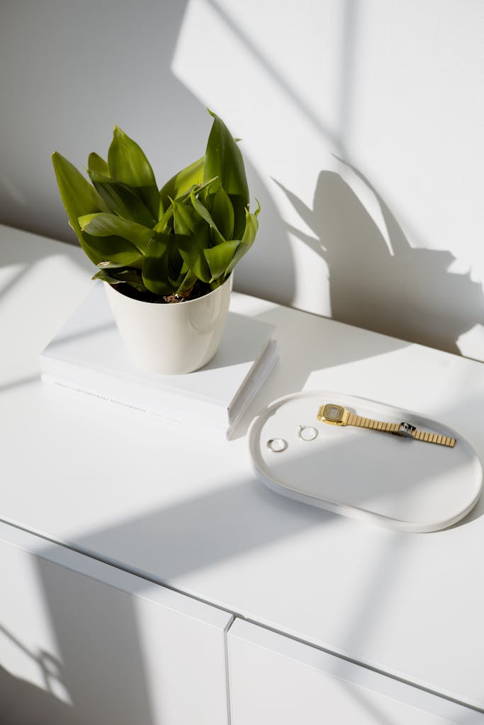 Bright minimalistic setting featuring a potted plant, rings, and a watch on a white surface.
