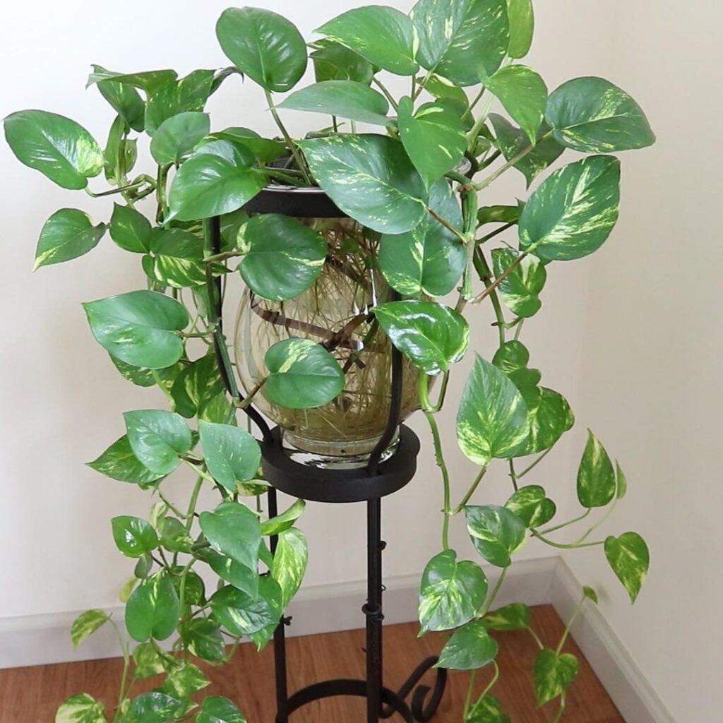 bushy money plant grown in water