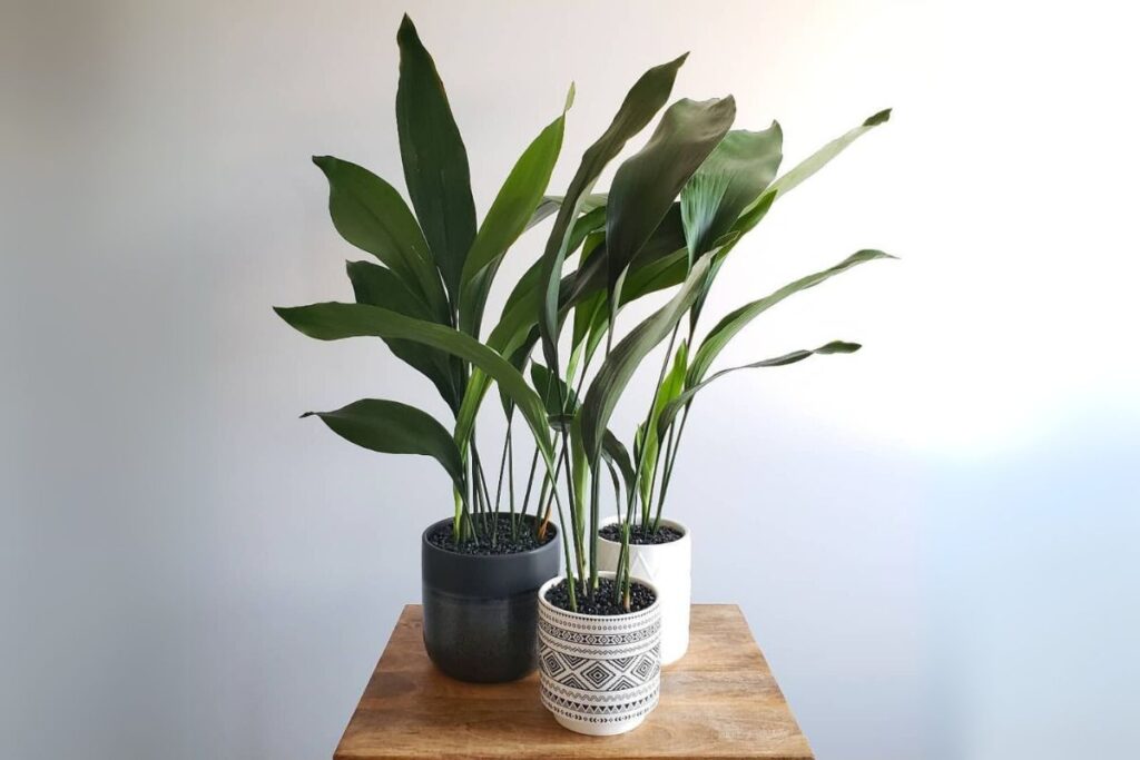 cast iron plant care