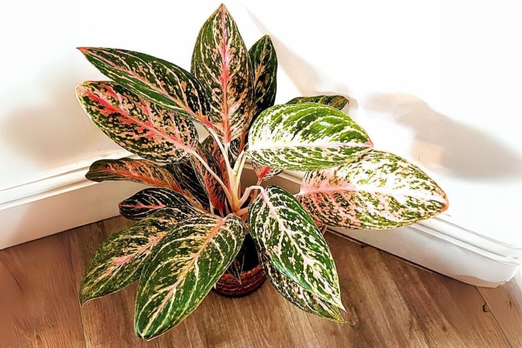 chinese evergreen plant care