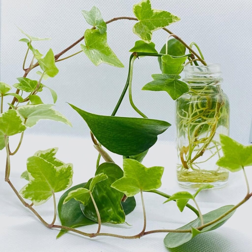 combined money plant in water