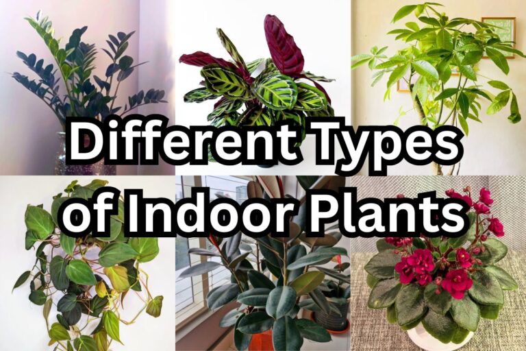 different types of indoor plants